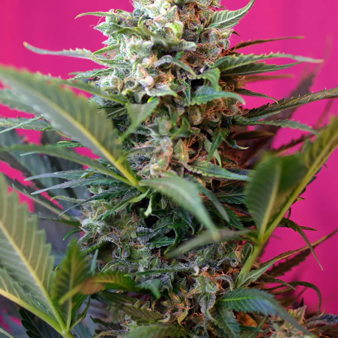 Big Devil XL Auto - 25u - Sweet Seeds   1