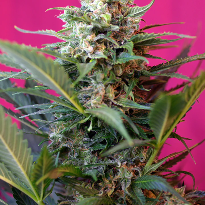 Big Devil XL Auto - 25u - Sweet Seeds   1