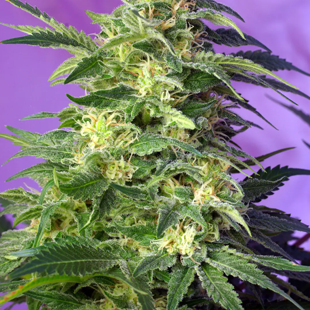 Killer Kush Auto - 3+1 - Sweet Seeds  1