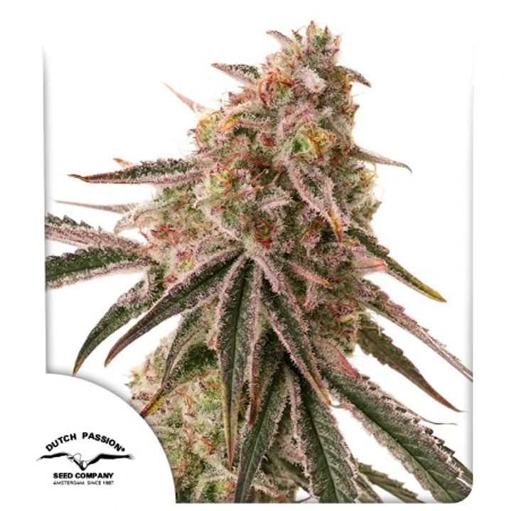 Frozen Biscotti Fem - 3u - Dutch Passion  1