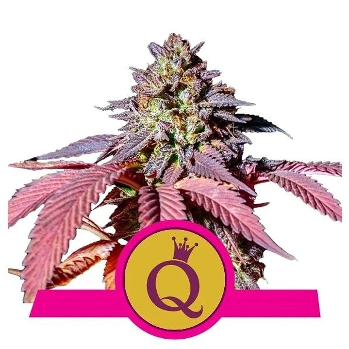 Purple Queen - 3+1 -Royal Queen Seeds 1