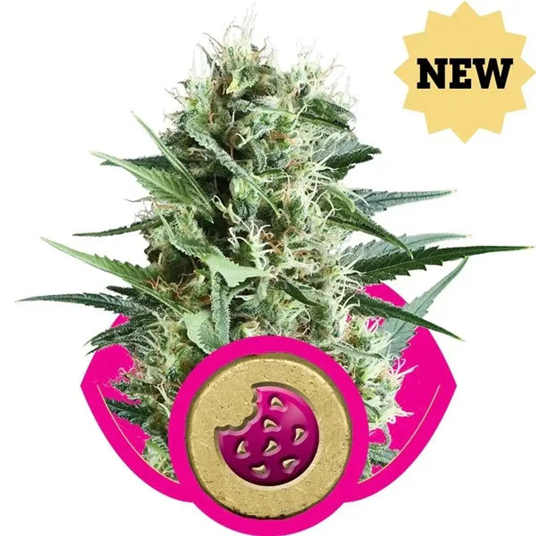 Royal Cookies - 3+1 - Royal Queen Seeds  1