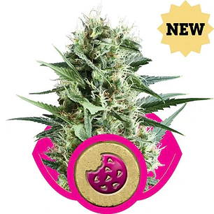 Royal Cookies - 3+1 - Royal Queen Seeds 