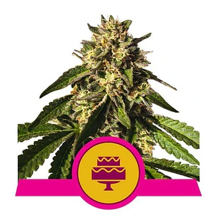 Wedding Gelato - 3u - Royal Queen Seeds 