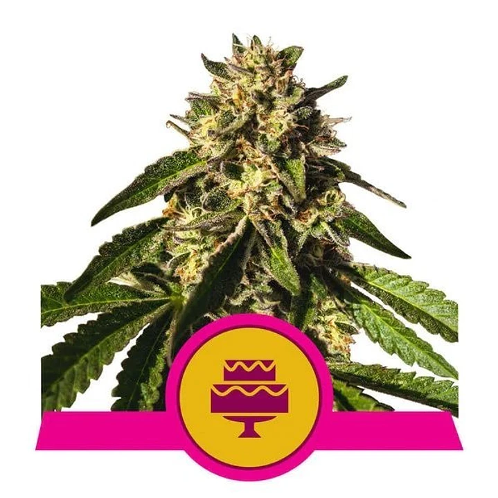 Wedding Gelato - 3u - Royal Queen Seeds  1