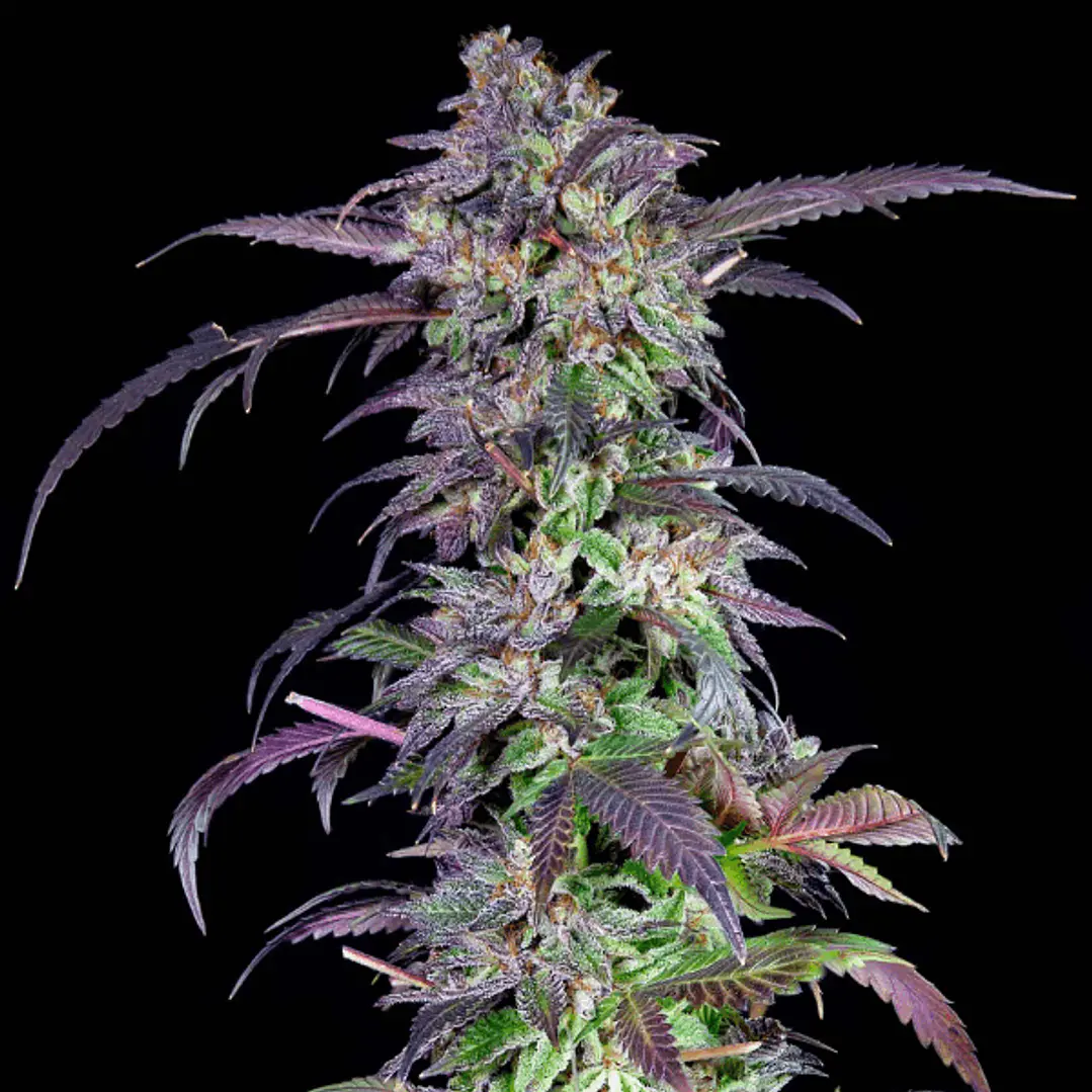 Orangina - 3u - Grateful Seeds 1