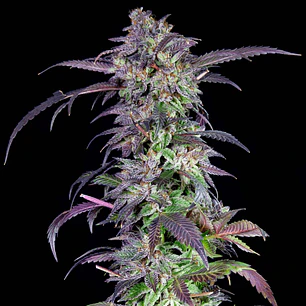 Orangina - 3u - Grateful Seeds