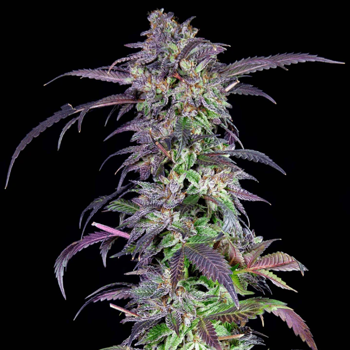 Orangina - 3u - Grateful Seeds 1