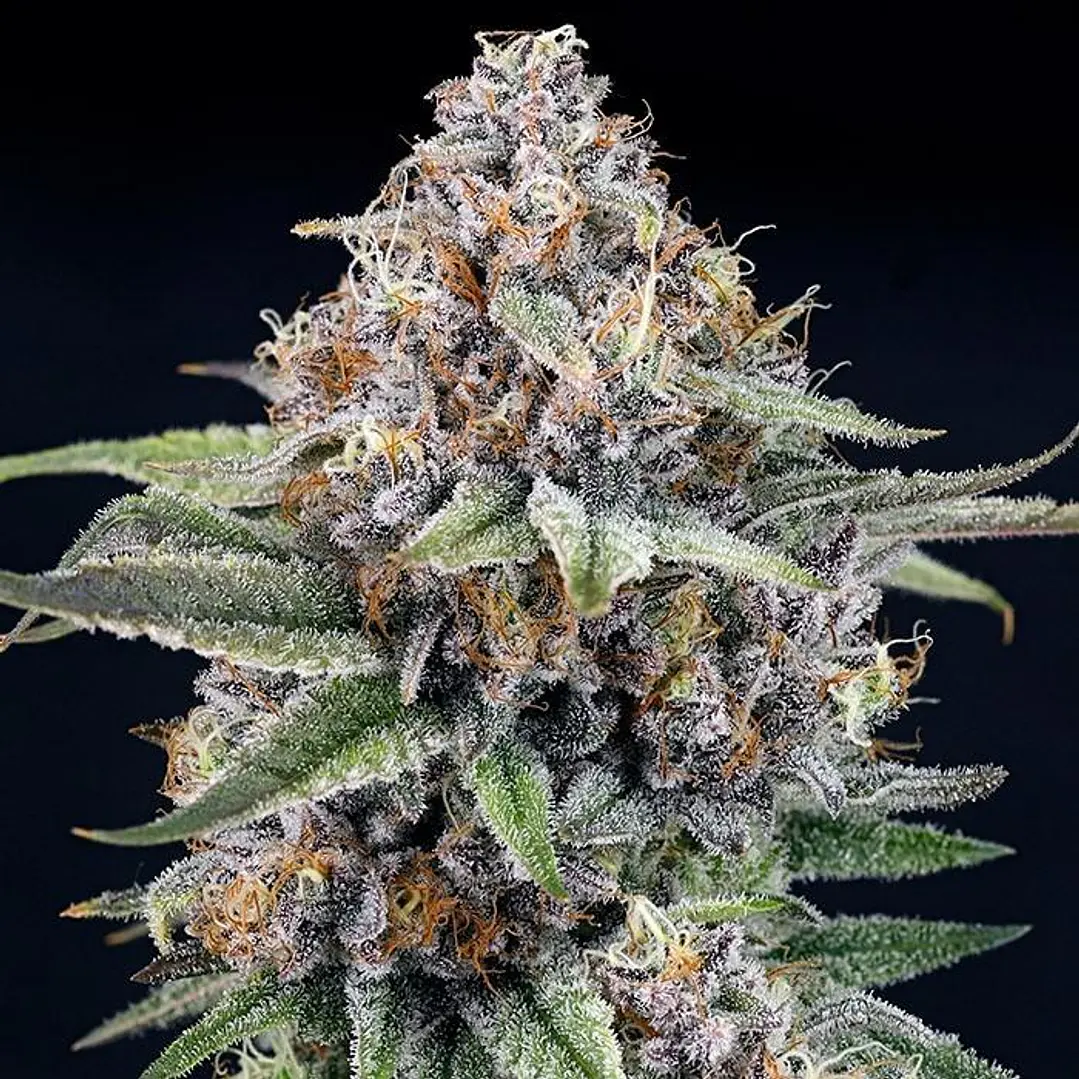 Eyeballz - 3u - Ripper Seeds  2