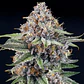 Eyeballz - 3u - Ripper Seeds  - Miniatura 2