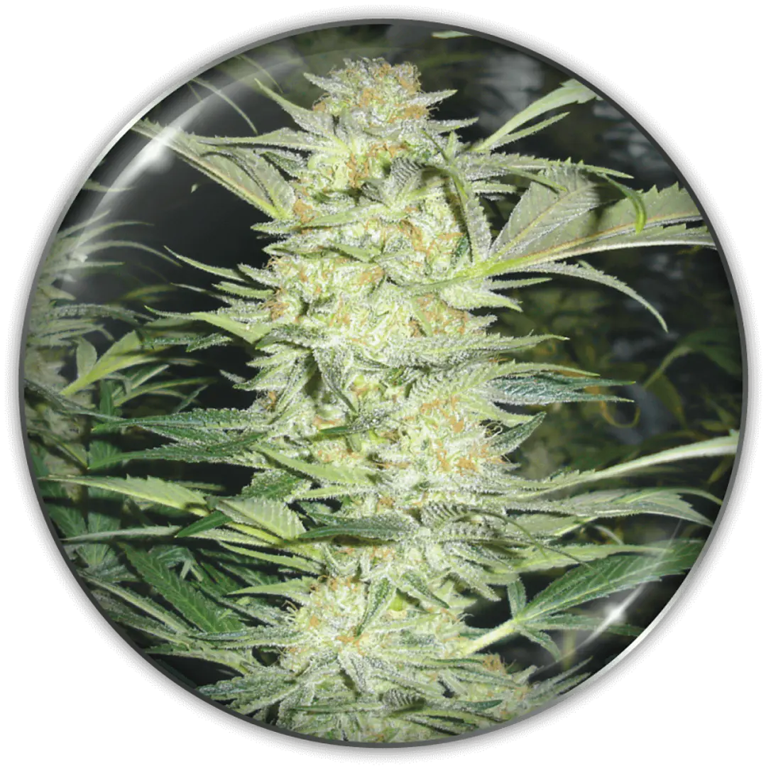 White Widow - 3+2 - Medical Seeds  1