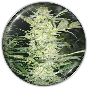 White Widow - 3+2 - Medical Seeds 