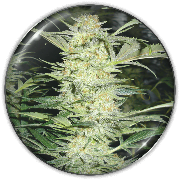 White Widow - 3+2 - Medical Seeds  1
