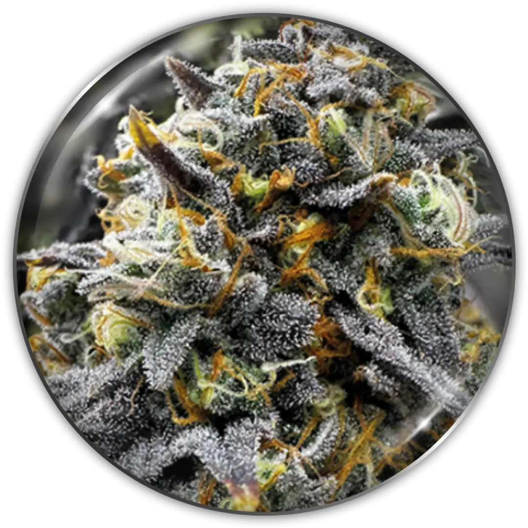 Medical Donuts - 3+2 - Medical Seeds  1