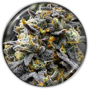 Medical Donuts - 3+2 - Medical Seeds 