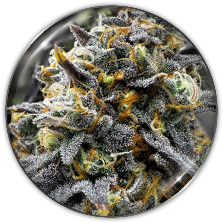 Medical Donuts - 3+2 - Medical Seeds  1