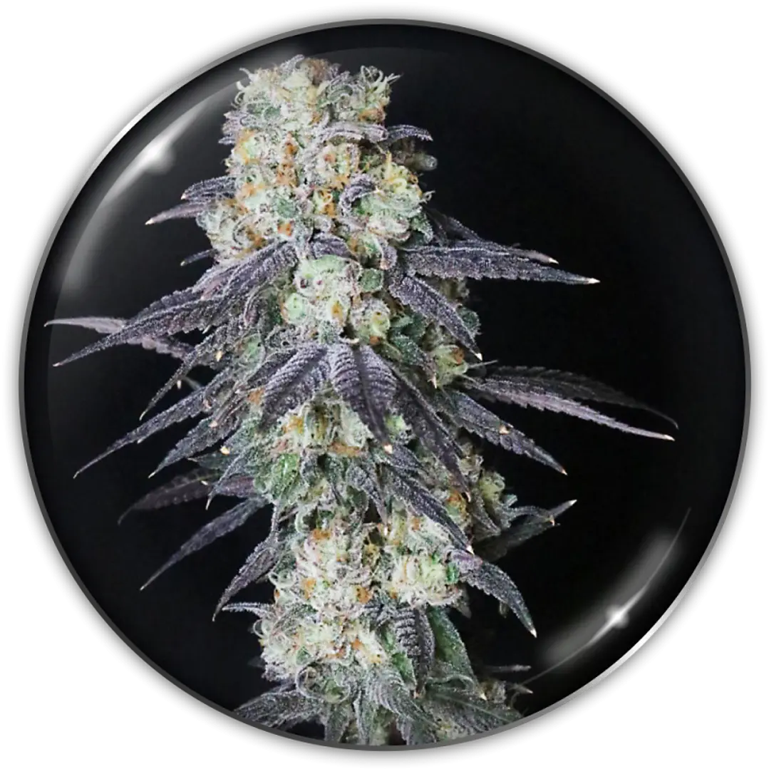 Mintzkittlez - 3+2 - Medical Seeds  1