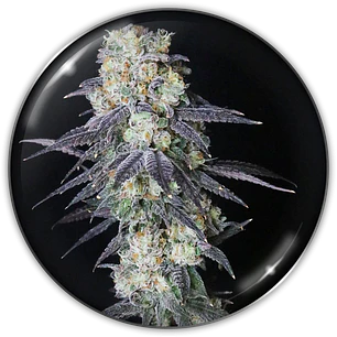 Mintzkittlez - 3+2 - Medical Seeds 