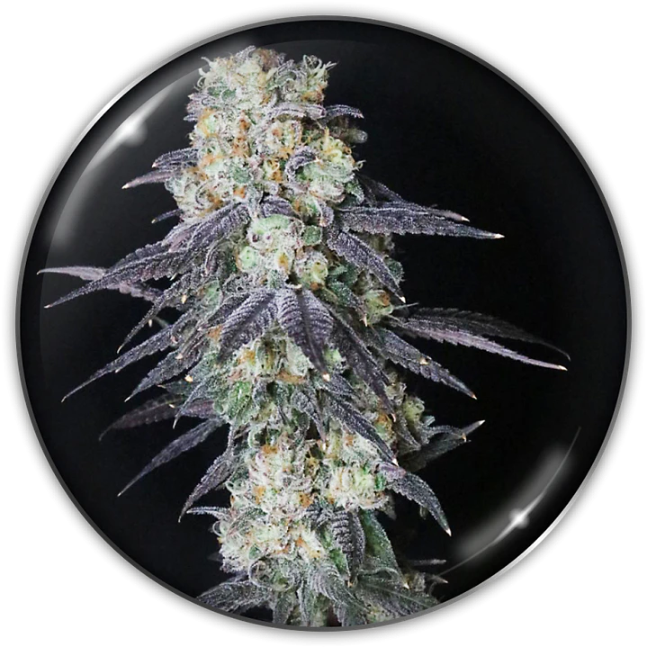 Mintzkittlez - 3+2 - Medical Seeds  1