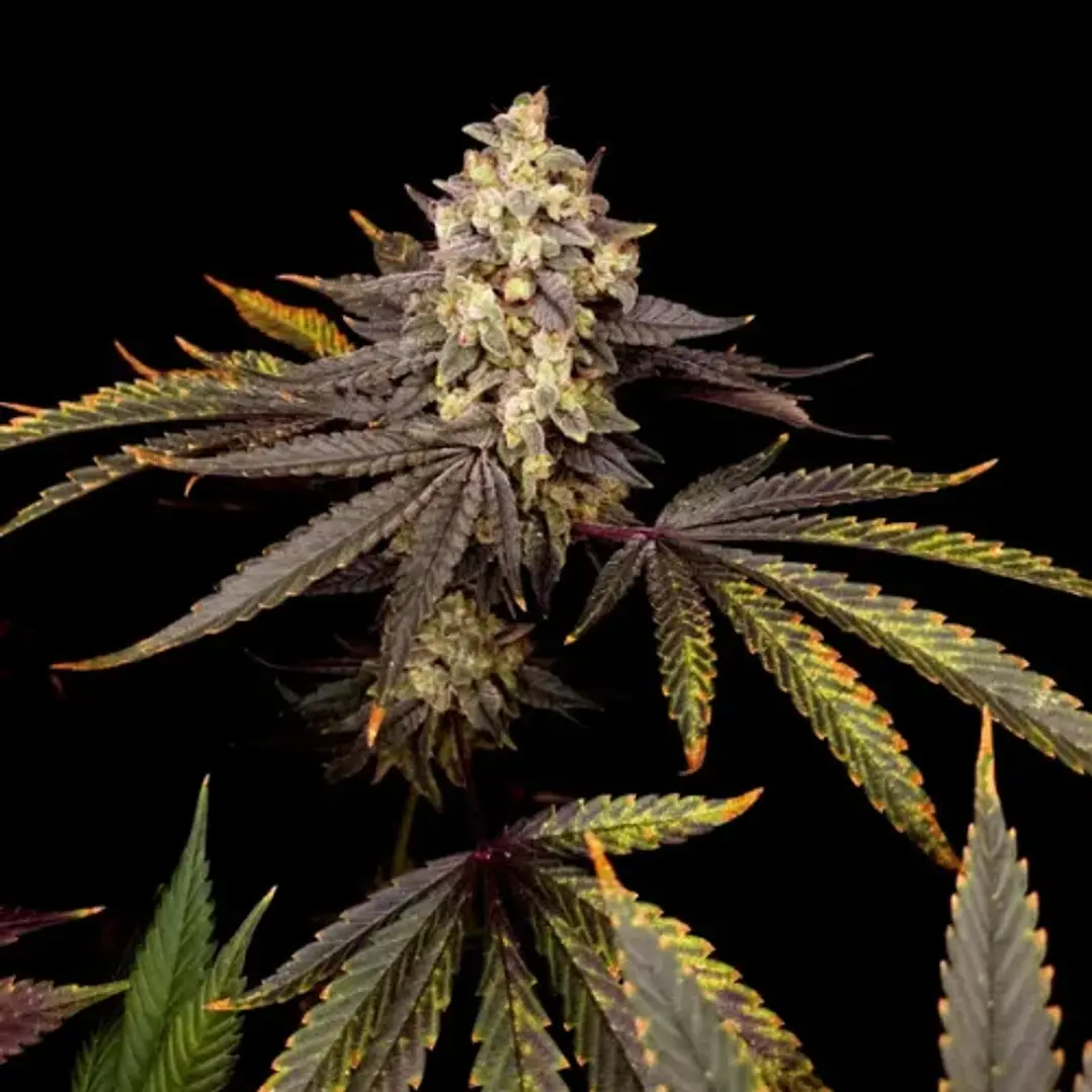 Strawberry Chemdawg Og - 3u - Super Sativa Seed  2