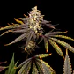 Strawberry Chemdawg Og - 3u - Super Sativa Seed  - Miniatura 2