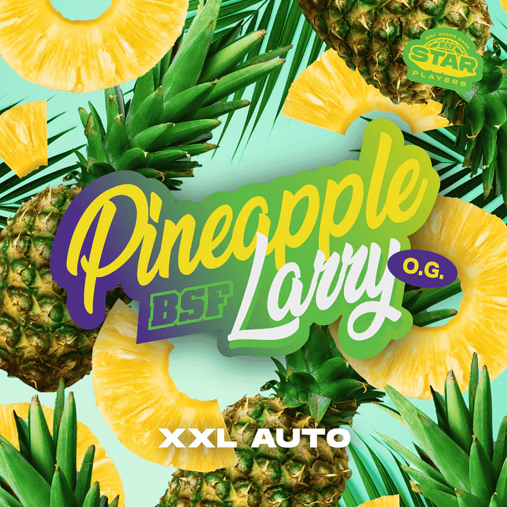 Pineapple Larry OG XXL Auto - 4u -BSF Seeds 1