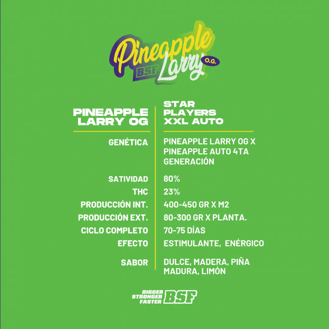 Pineapple Larry OG XXL Auto - 4u -BSF Seeds 2