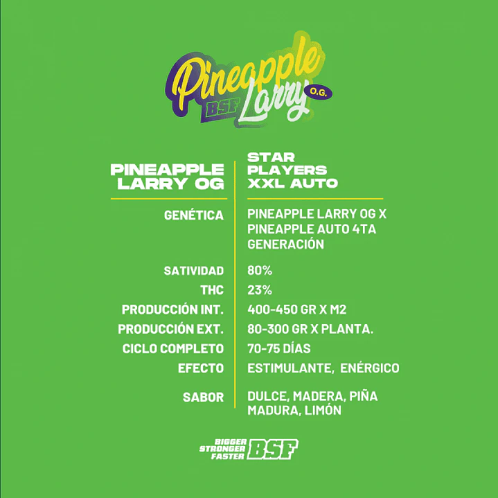 Pineapple Larry OG XXL Auto - 4u -BSF Seeds 2