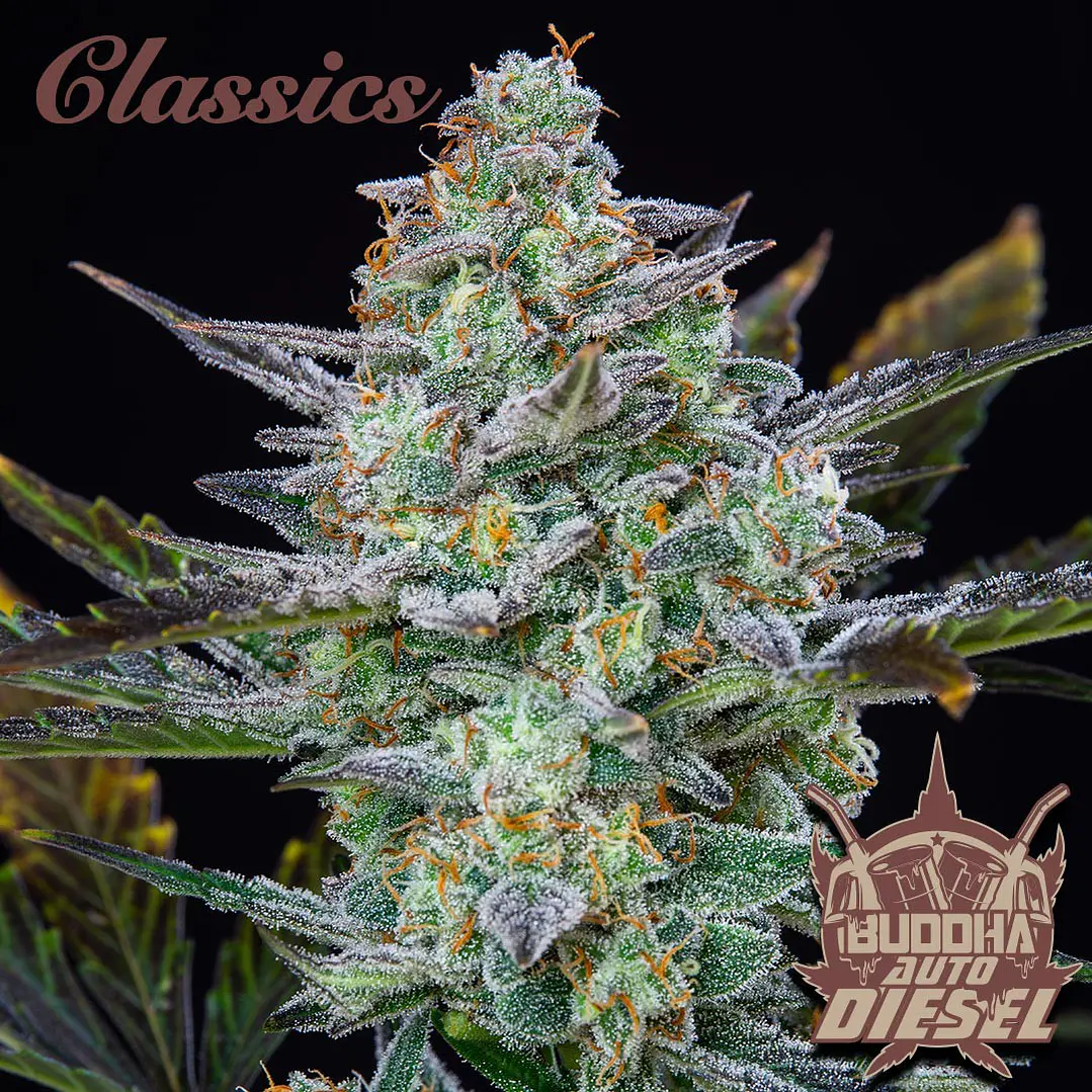 Auto Diesel - 3+1 - Buddha Seeds 1