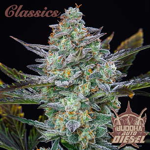 Auto Diesel - 3+1 - Buddha Seeds