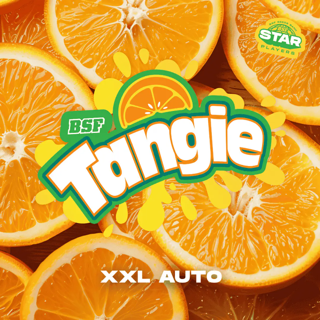 Tangie XXL Auto - 4u - BSF Seeds  1