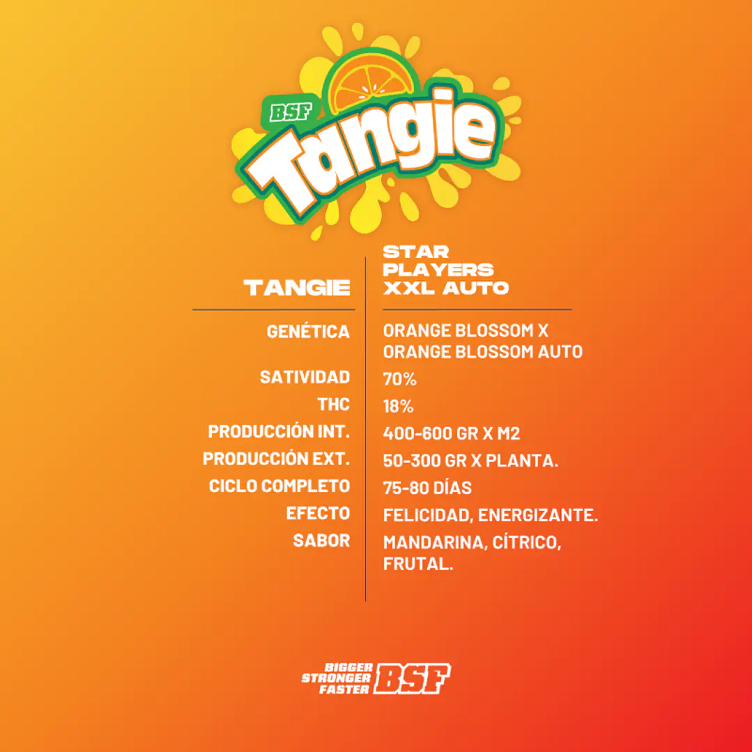 Tangie XXL Auto - 4u - BSF Seeds  2