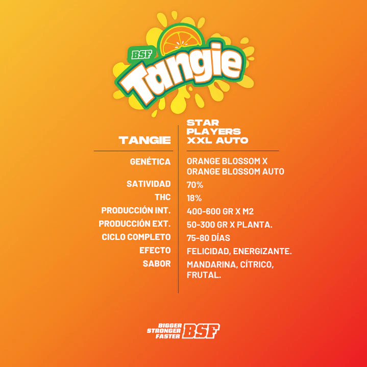 Tangie XXL Auto - 4u - BSF Seeds  2