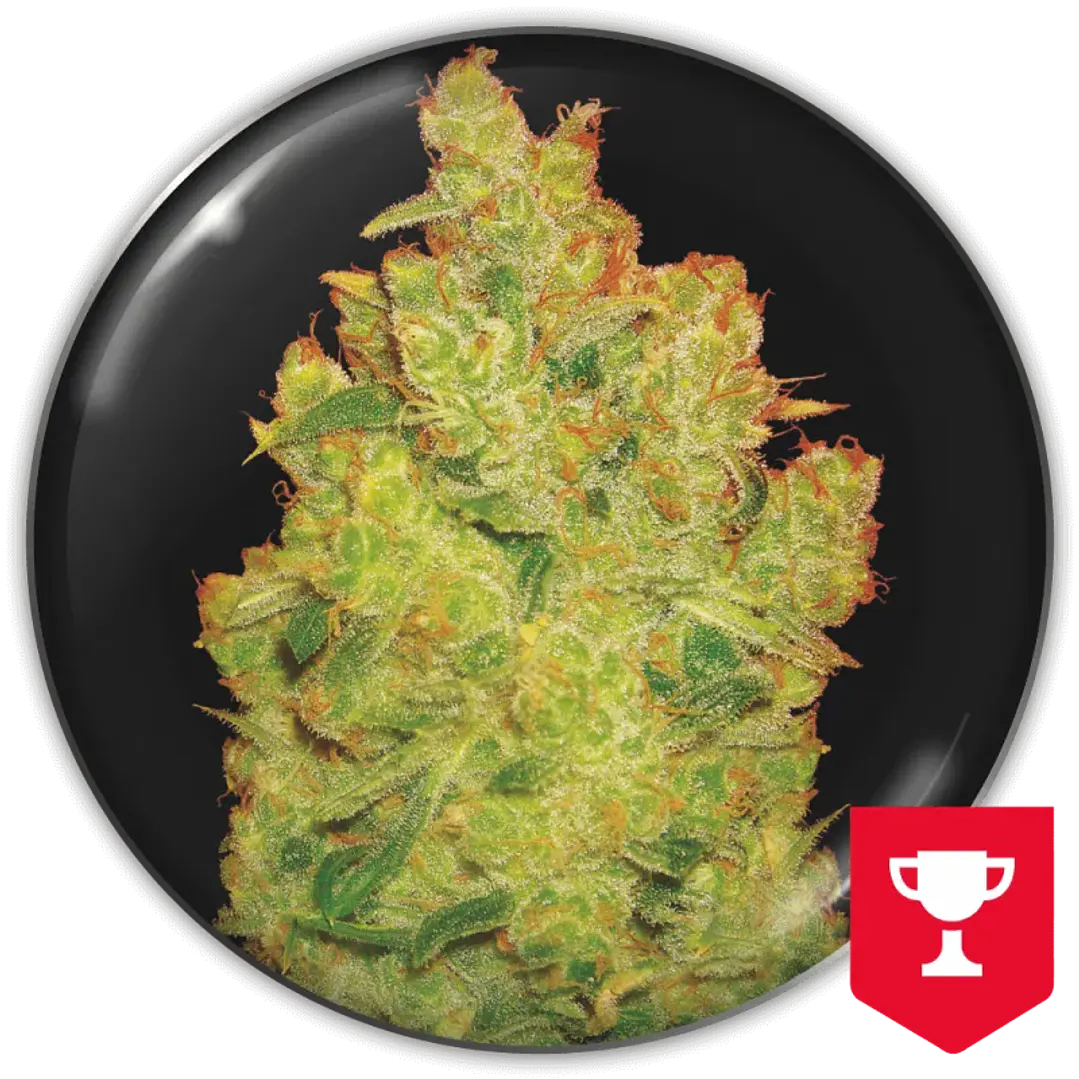 Jack la Mota - 3+2 - Medical Seeds  1