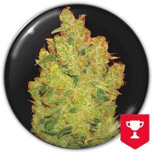 Jack la Mota - 3+2 - Medical Seeds 