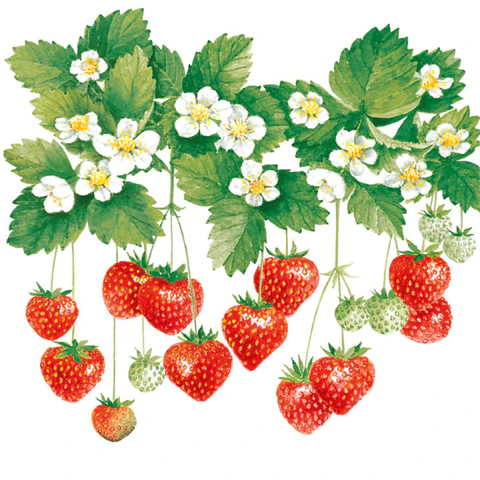 Servilleta Frutilla de verano - B204