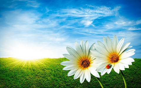 White flowers (color & sizes)