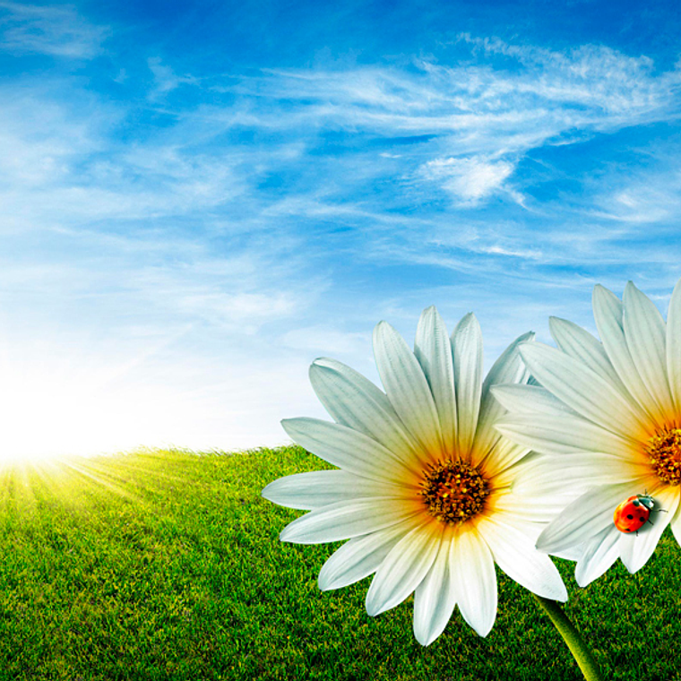 White flowers (color & sizes) 1