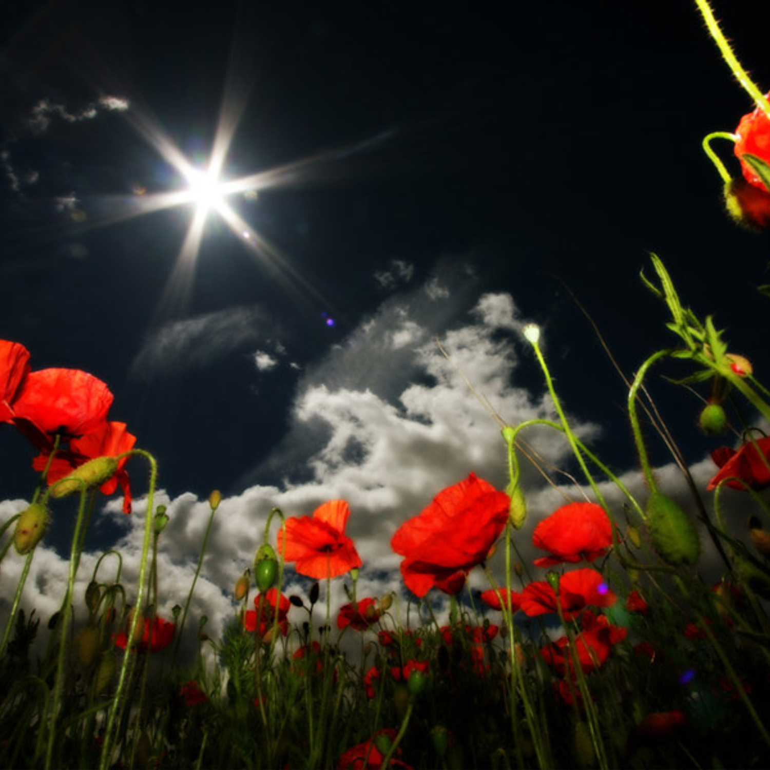 Red flowers, large petals