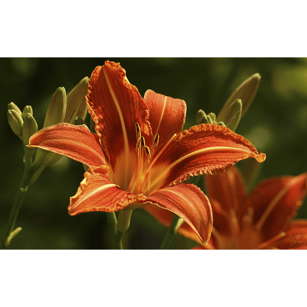 Orange flowers, big petals