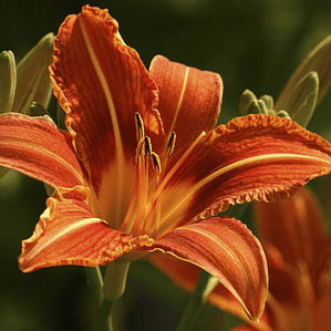 Orange flowers, big petals