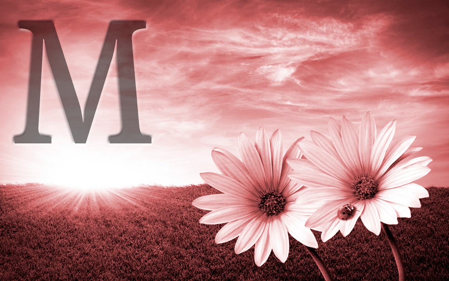 White flowers (color & sizes) 2