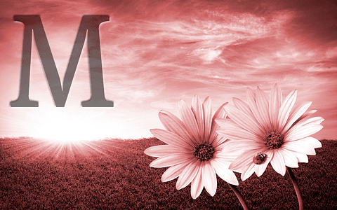 White flowers (color & sizes)