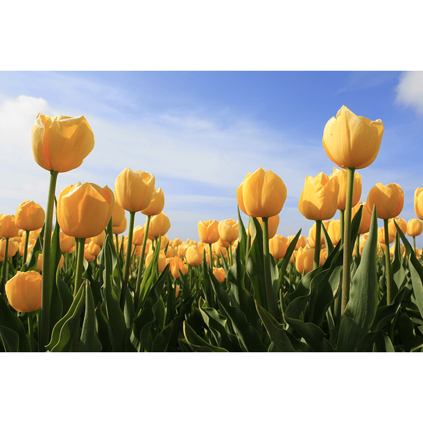 Yellow flowers, cup style petals