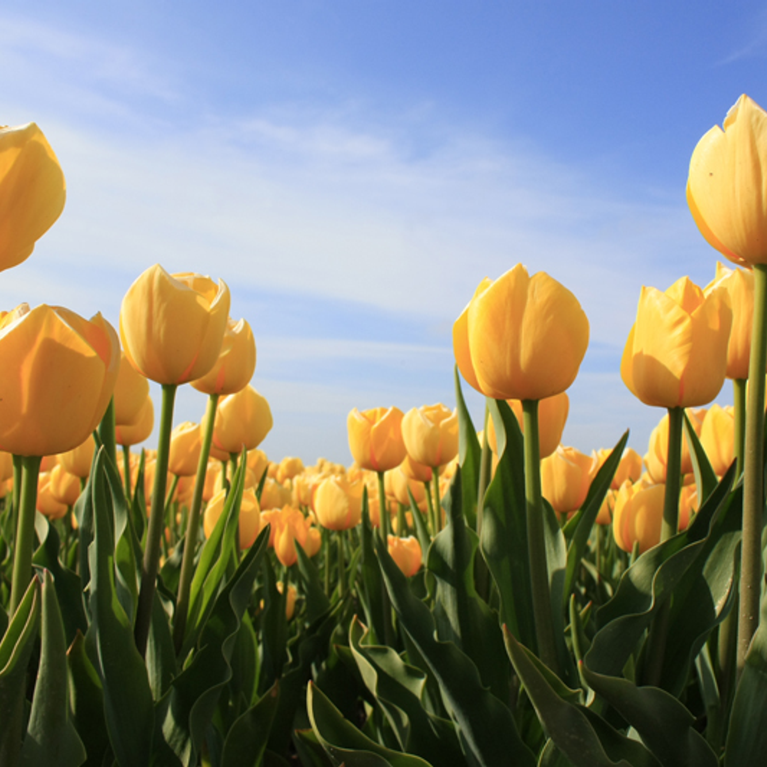 Yellow flowers, cup style petals