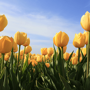 Yellow flowers, cup style petals