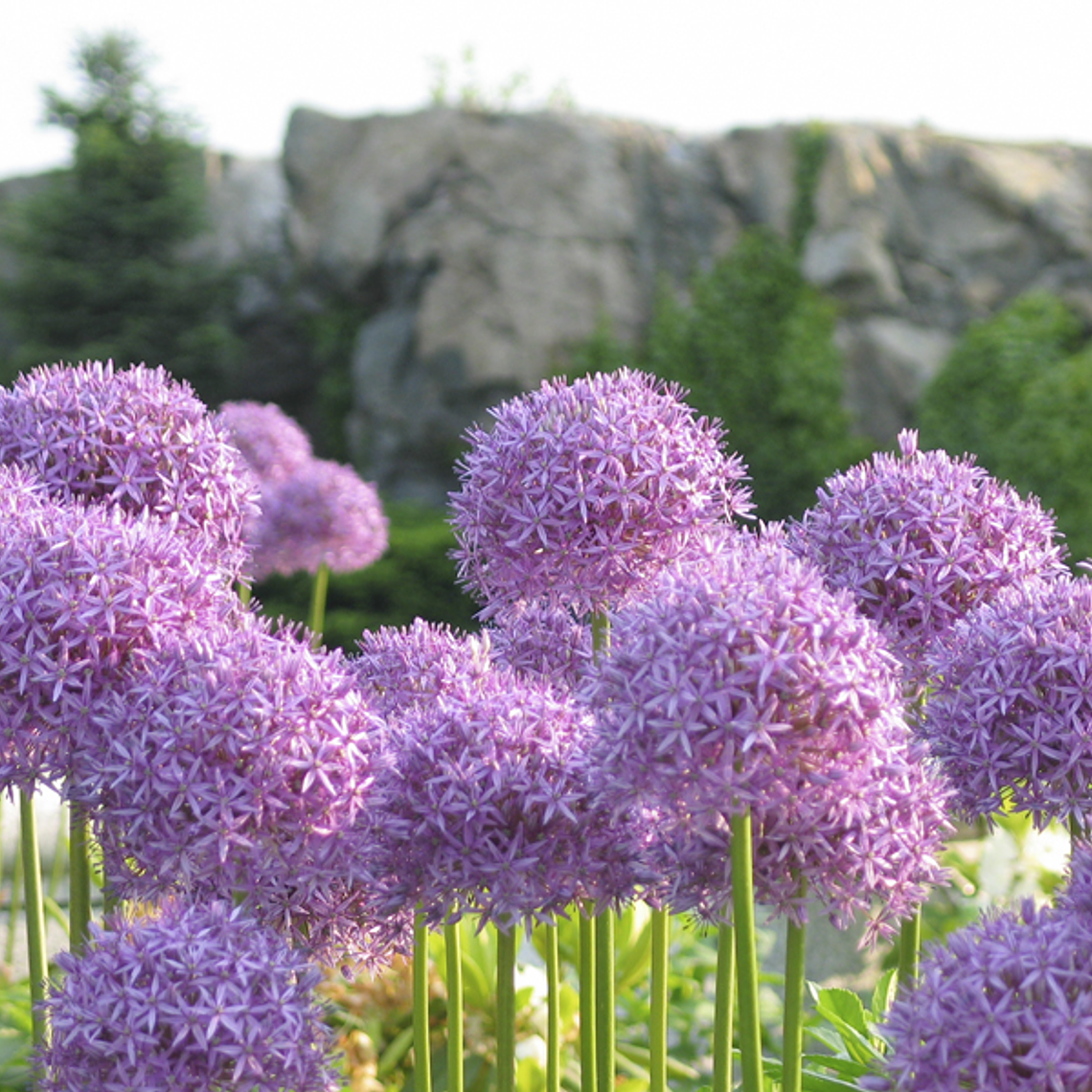 Pink flowers, little petals 1
