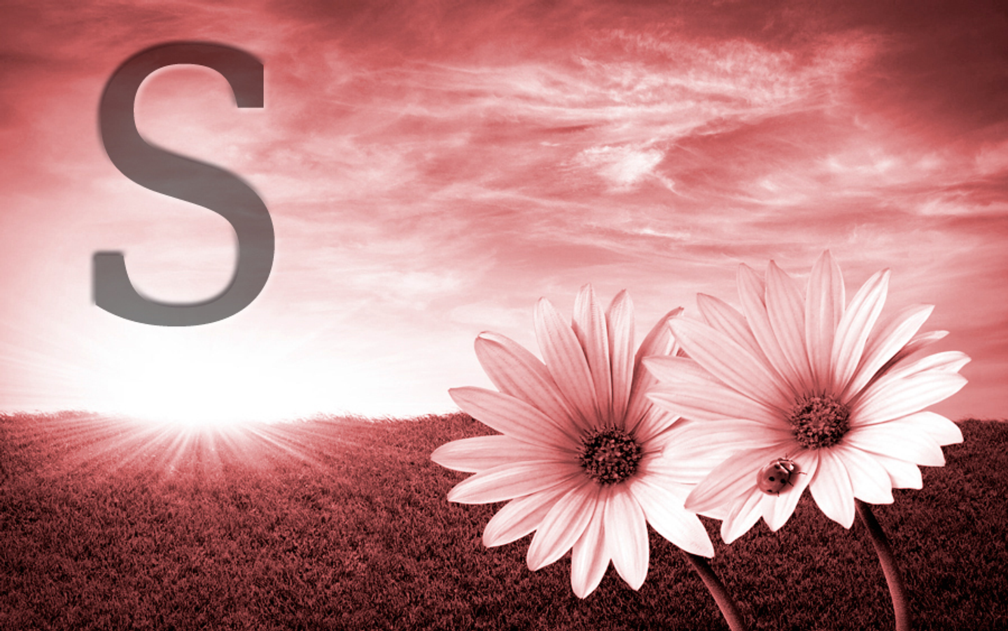 White flowers (color & sizes) 3