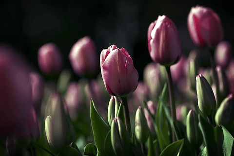 Magenta flowers, cup style petals
