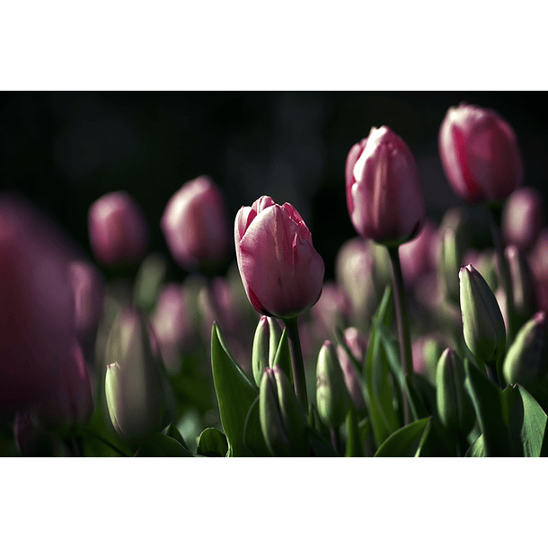 Magenta flowers, cup style petals